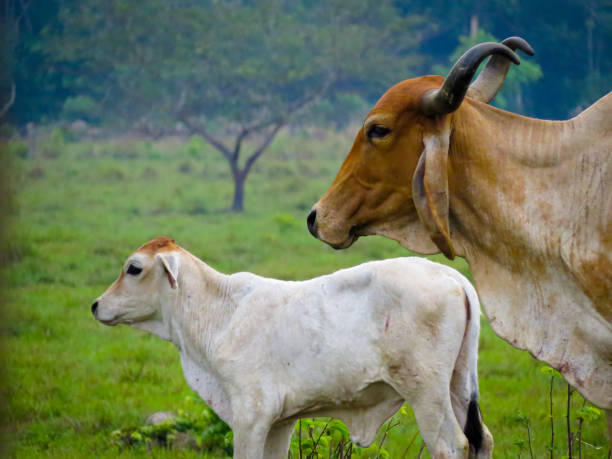 Open grazing area at Keralam Goshala